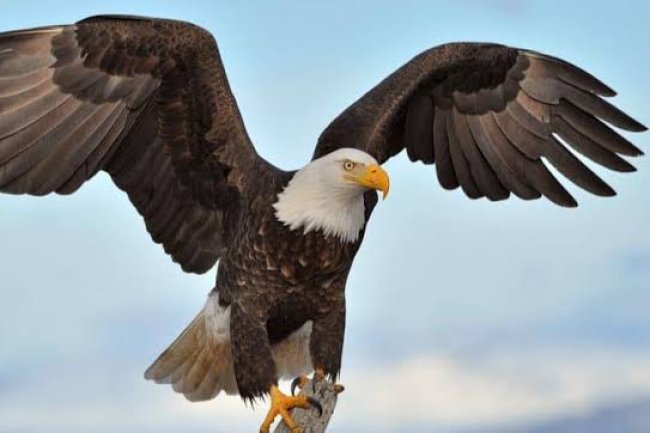 SIX LEADERSHIP PRINCIPLES TO LEARN FROM AN EAGLE....