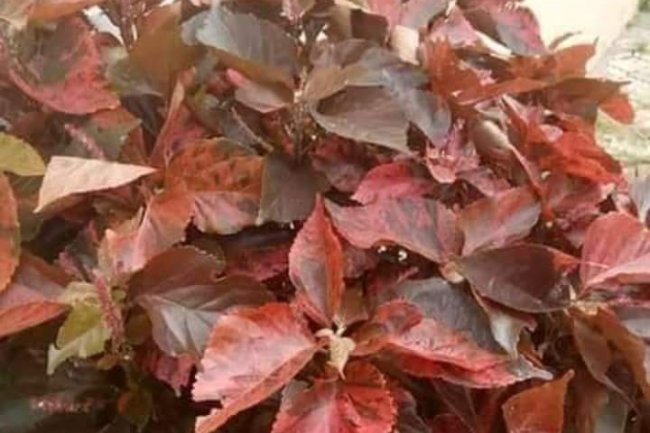 REDUCE YOUR HIGH BLOOD PRESSURE AND DIABETES WITH THIS