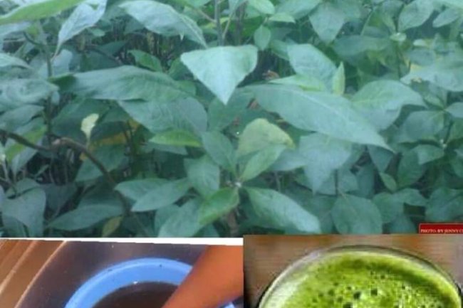 HEALTH BENEFITS OF BITTER LEAF (VERNONIA AMYGDALINA)