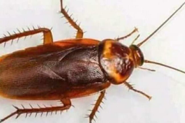 HOME REMEDY TO GET RID OF COCKROACHES