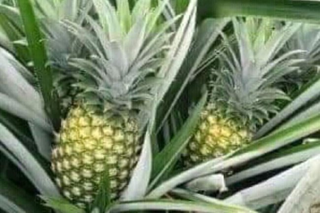 WAIST PAIN REMEDY WITHOUT PAIN KILLERS 