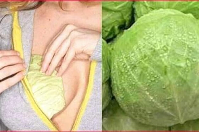 THE HEALING WONDERS OF CABBAGE LEAF