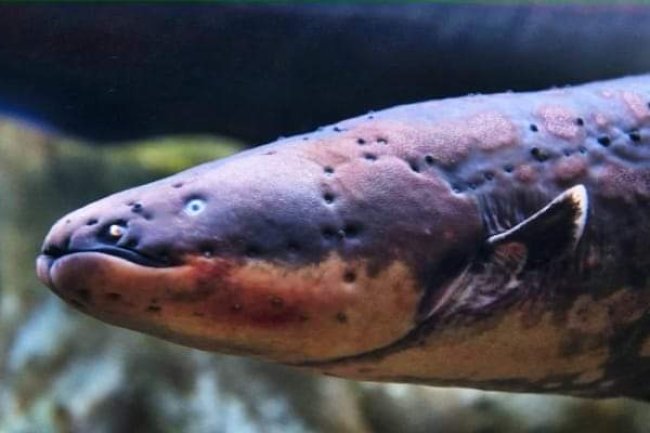ELECTRIC FISH AND THE DANGEROUS ELECTRIC EEL 