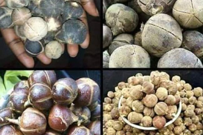 GORON TULA A SEX REMEDY