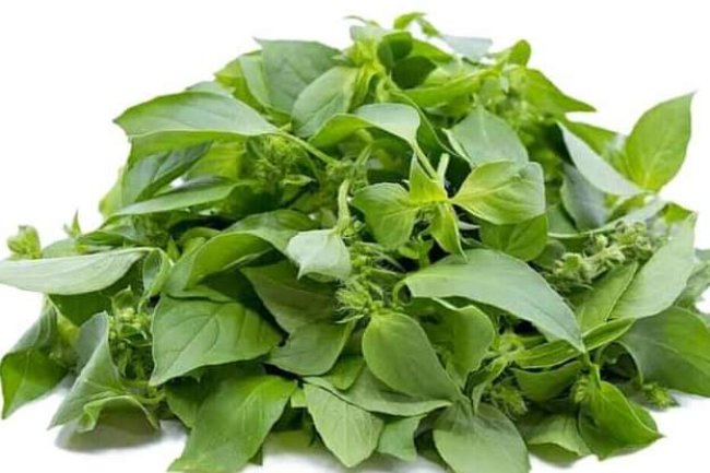 HEALTH BENEFITS OF CONSUMING CURRY LEAVES 