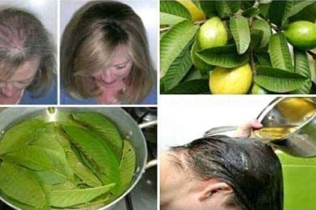 GUAVA LEAVES CAN EXTREMELY 100% STOP YOUR HAIR LOSS AND MAKE IT GROW LIKE CRAZY