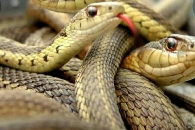 REMEDY FOR SNAKES