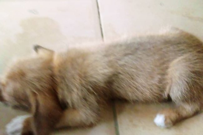 DOGS FOR SALE AT RIVERS STATE