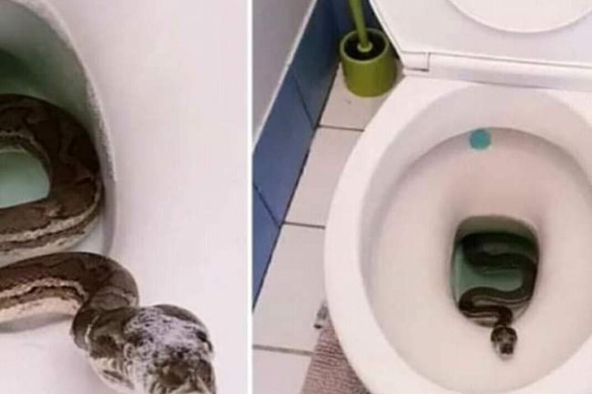 UK BASED NIGERIAN DOCTOR SHARES TIPS ON HOW TO PREVENT SNAKES FROM GETTING INTO THE TOILET BOWLS