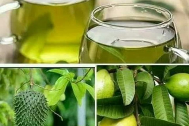 COMBINATION OF GUAVA AND SOURSOP LEAF TEA