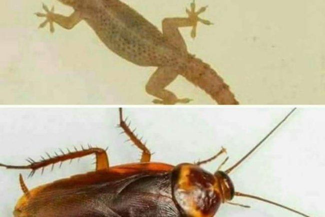 HOW TO EXPEL WALL GECKO & HOW TO GET RID OF COCKROACHES