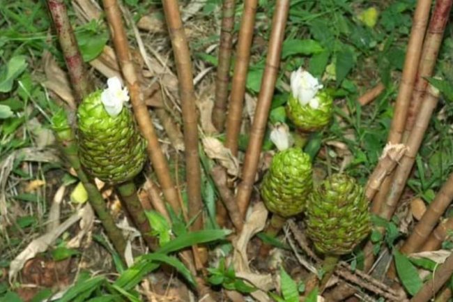 COSTUS AFTER OR TWINS CANE, OVER 14 HEALTH BENEFITS 