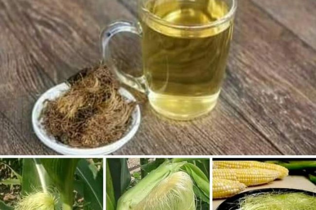 THE HEALING PROPERTIES OF "CORN SILK" NOBODY TOLD YOU