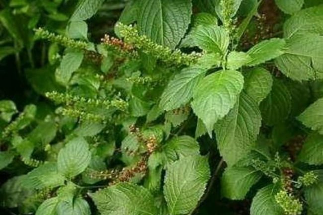 HEALTH BENEFITS OF SCENT LEAF 