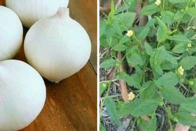 STUBBORN GRASS (SIDA ACUTA)