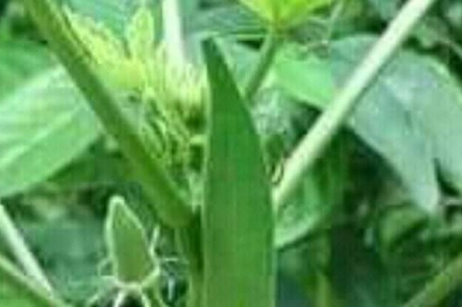 HOME REMEDY TO CONCEIVE TWINS BABIES....