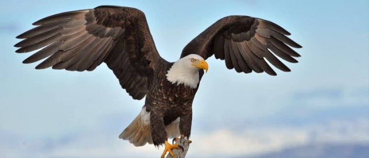 SIX LEADERSHIP PRINCIPLES TO LEARN FROM AN EAGLE....