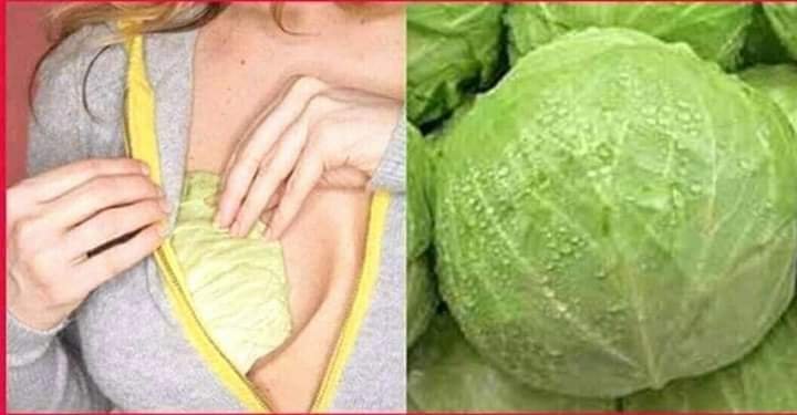 THE HEALING WONDERS OF CABBAGE LEAF