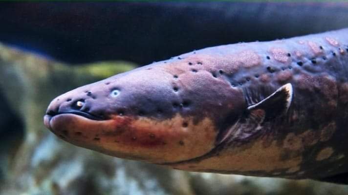 ELECTRIC FISH AND THE DANGEROUS ELECTRIC EEL 