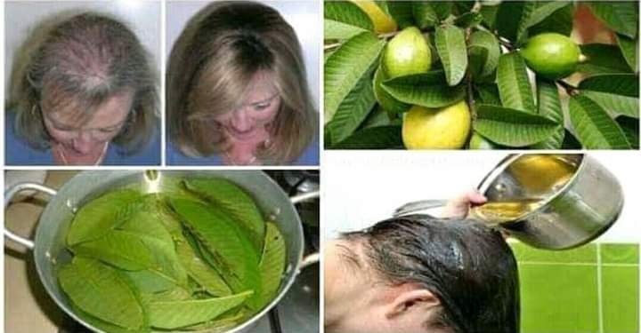 GUAVA LEAVES CAN EXTREMELY 100% STOP YOUR HAIR LOSS AND MAKE IT GROW LIKE CRAZY