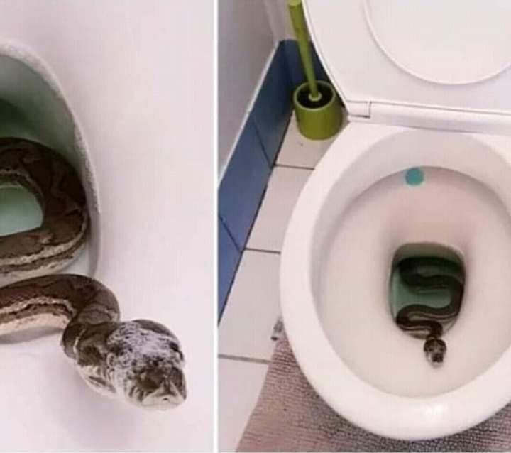 UK BASED NIGERIAN DOCTOR SHARES TIPS ON HOW TO PREVENT SNAKES FROM GETTING INTO THE TOILET BOWLS