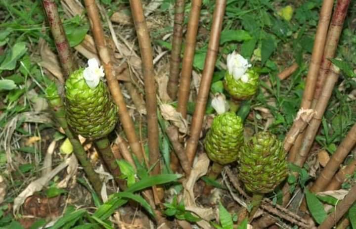 COSTUS AFTER OR TWINS CANE, OVER 14 HEALTH BENEFITS 