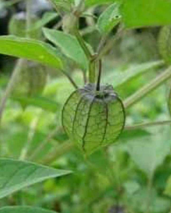 THIS LEAF HELPS TO MAKE YOUR CHILD WALK QUICKLY