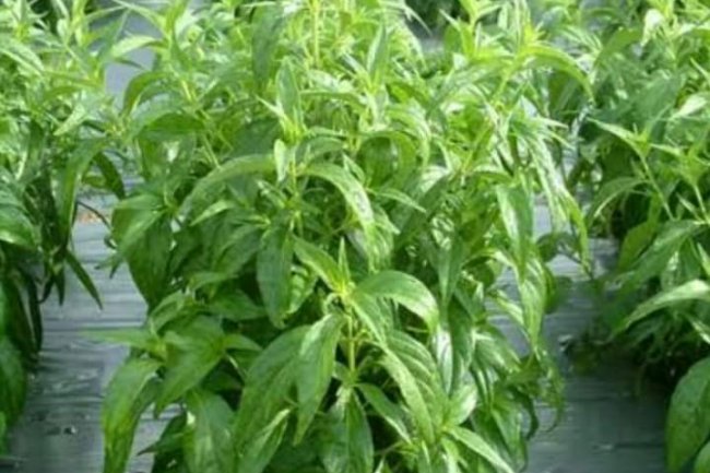 HEALTH BENEFITS OF KING OF BITTERS