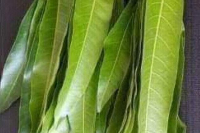 AMAZING HEALTH BENEFITS OF MANGO LEAVES