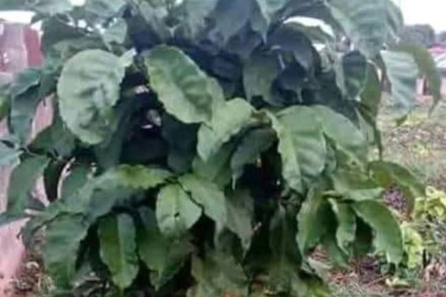 GET PREGNANT EASILY WITH OGIRISI