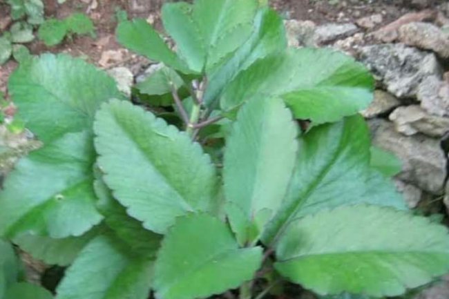 HERB TREATMENT FOR HBP