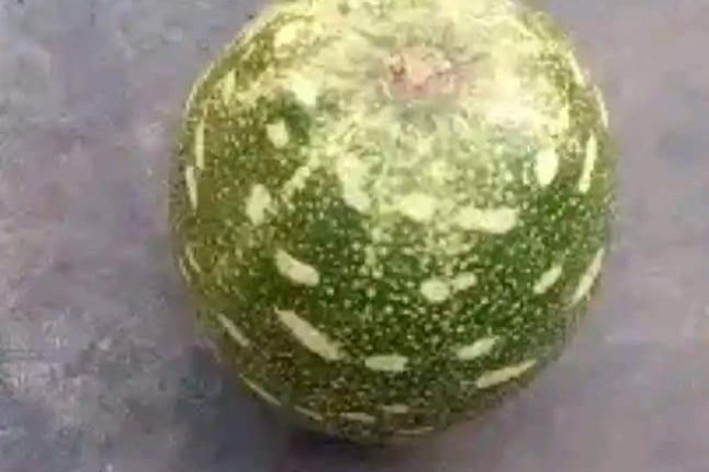 TREATMENT FOR VAGINA INFECTIONS