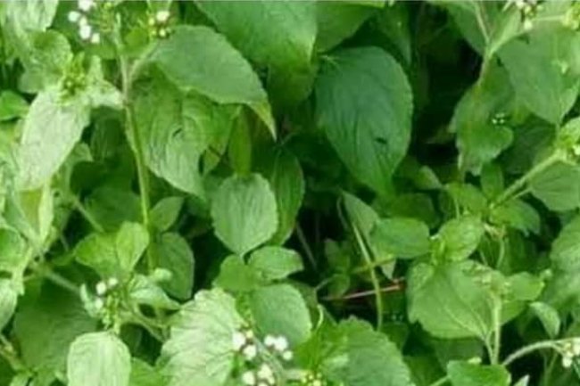 VIRTUES OF THE KING OF HERBS, IT HEALS OVER 289 DISEASES