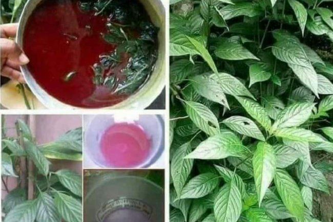 HERBAL REMEDY TO IMPROVE/BUILD UP BLOOD IN THE BODY