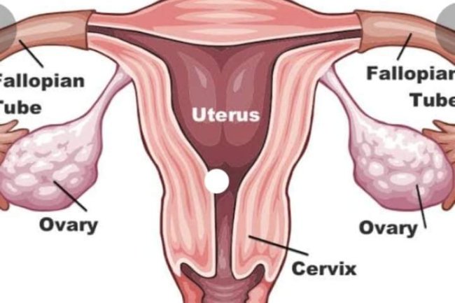 MAJOR SIGNS THAT YOUR OVULATION HAS BEGAN