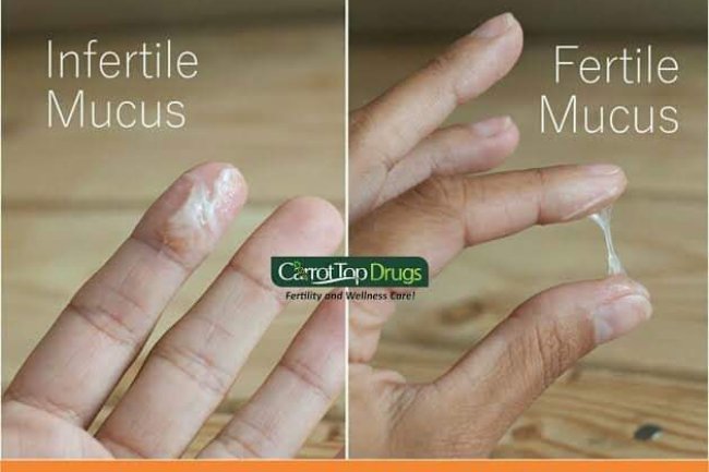 CERVIX MUCUS - OVULATION BOOST