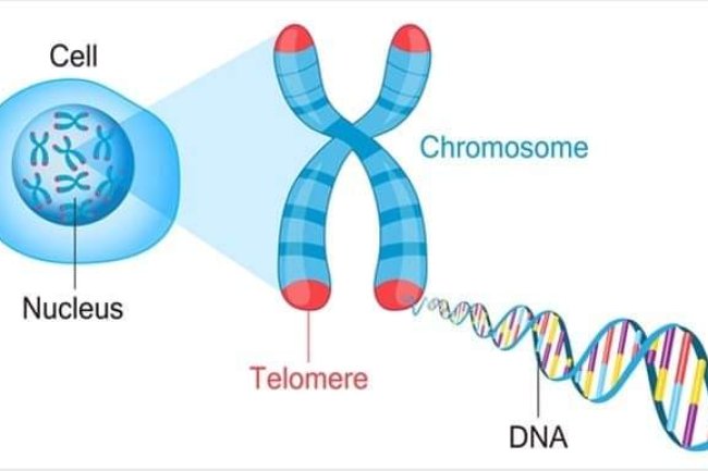 THE FIRST PERSON TO LIVE 1,000 YEARS IS ALREADY BORN BY ANDREI TAPALAGA — HISTORY OF YESTERDAY 