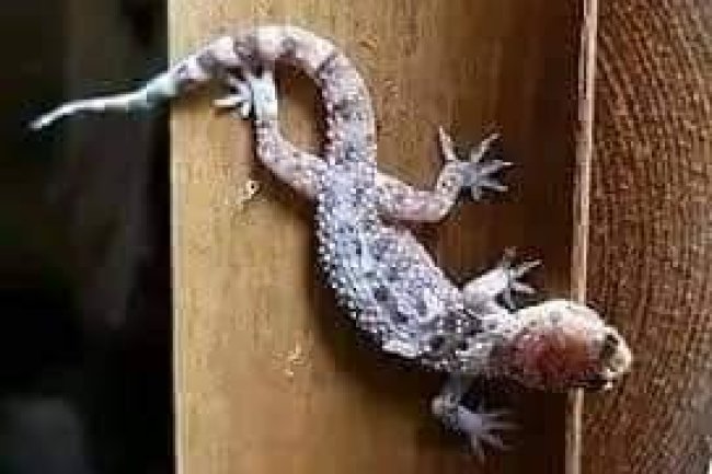 TEARS AS FAMILY OF 5 WIPED OFF BY WALL GECKO 