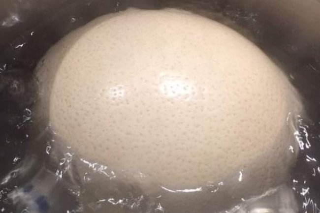 WHICH BIRD LAYS THE BIGGEST EGG IN THE WORLD? 