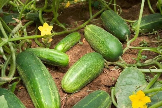 FACTS ABOUT CUCUMBERS