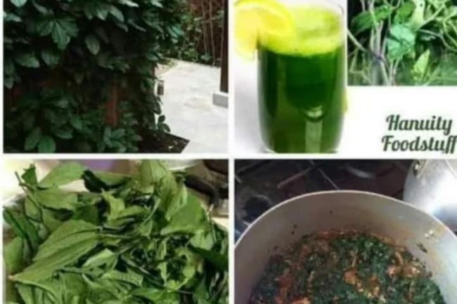 NUTRITION HEALTH BENEFITS OF FLUTED PUMPKIN 