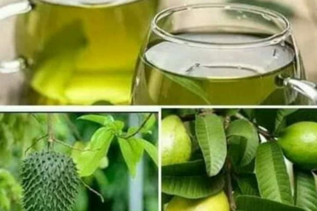 COMBINATION OF GUAVA AND SOURSOP LEAF TEA