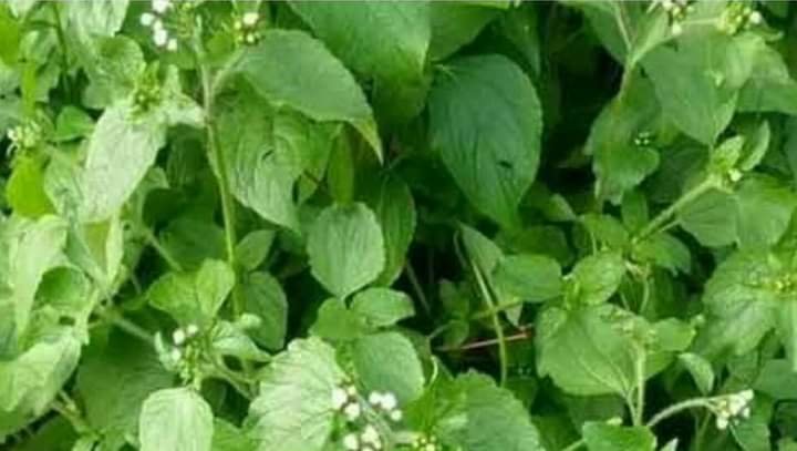 VIRTUES OF THE KING OF HERBS, IT HEALS OVER 289 DISEASES