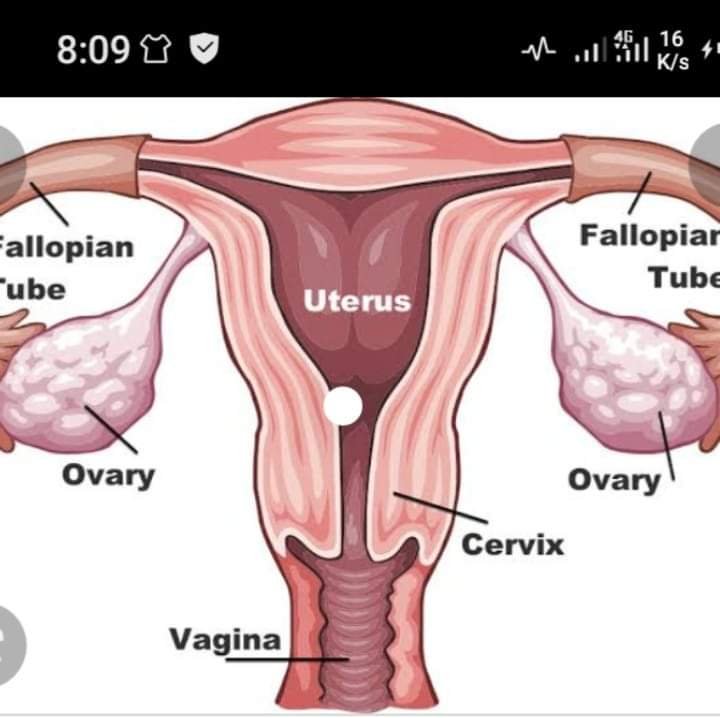 MAJOR SIGNS THAT YOUR OVULATION HAS BEGAN