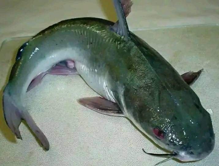 THE DANGER OF EATING CATFISH