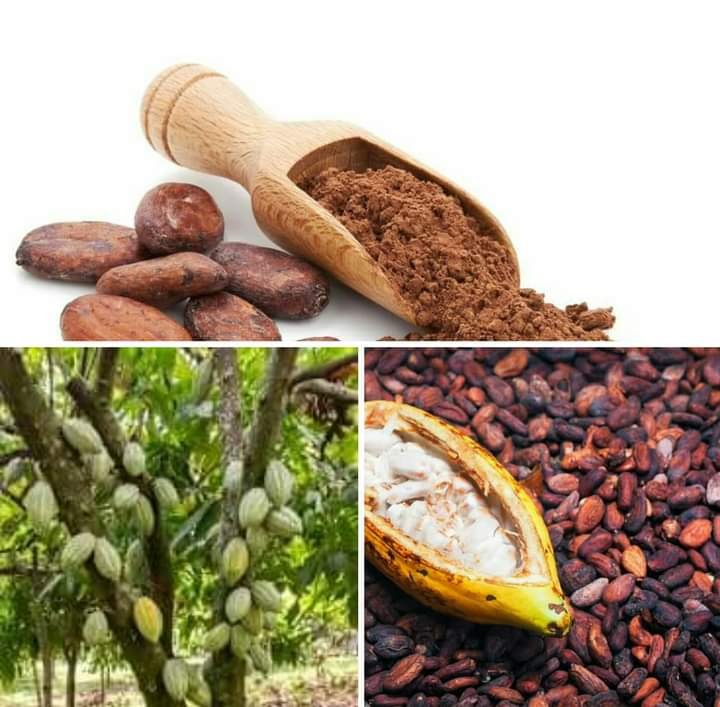 ONE OF THE MOST POWERFUL HEALING FOOD ON THE PLANET "CACAO"( THE RAW UNPROCESSED FORM OF COCOA OR CHOCOLATE)