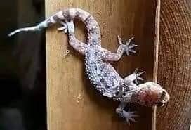 TEARS AS FAMILY OF 5 WIPED OFF BY WALL GECKO 