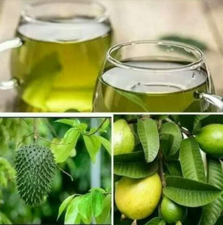 COMBINATION OF GUAVA AND SOURSOP LEAF TEA