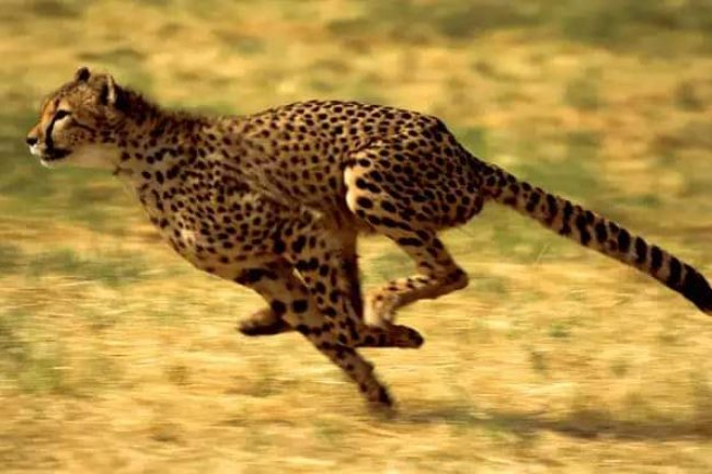 THE 7 FASTEST ANIMALS ON EARTH 