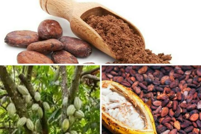 ONE OF THE MOST POWERFUL HEALING FOOD ON THE PLANET "CACAO"(THE RAW UNPROCESSED FORM OF COCOA OR CHOCOLATE)